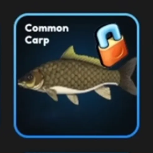 Common Carp