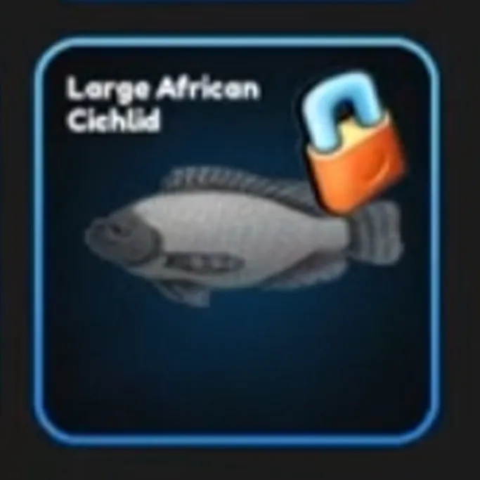 Large African Cichlid